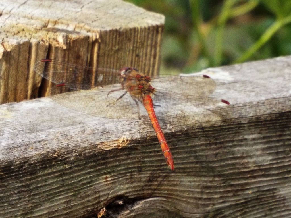 Sympetrum striolatum, maschio